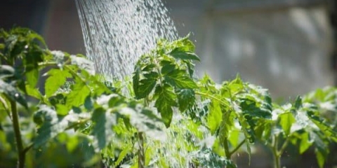 Koliko često zalijevati paradajz na otvorenom - kako pravilno i koliko puta